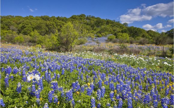 Near Loyal Valley, Texas