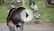 A Tale of Turkey Tail: The part of the bird that’s best