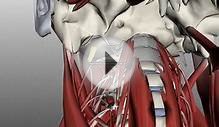 Neck Muscles Anatomy – Continuing Medical Education