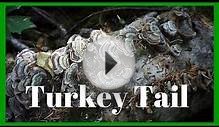 Turkey Tail | Medicinal Mushroom Mysteries | Harmonic Arts